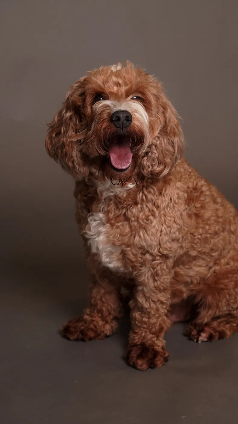 A cockapoo dog studio portrait